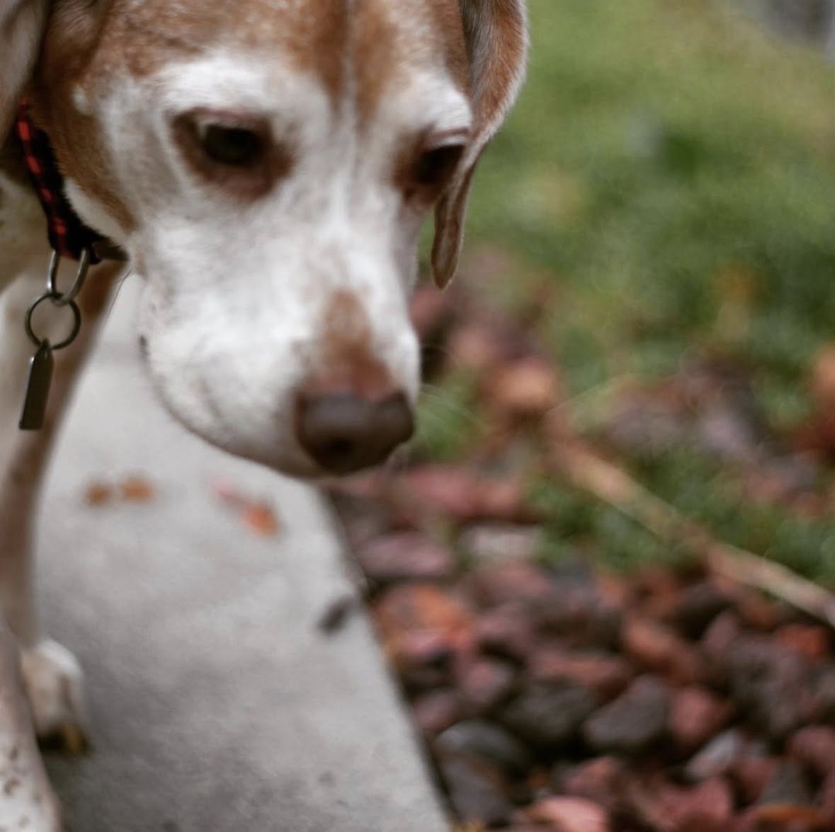 Max the dog